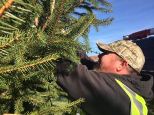 City publics work crew member Russell Skinner removes lights from the Clarkesville city Christmas tree.