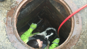 Habersham County Animal Control officer Madi Hawkins and her 'tunnel dog' Norm.