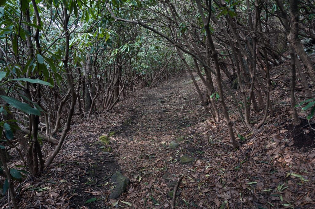 Pickens Nose Trail, NC