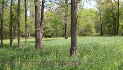 Some of the grazing lots.