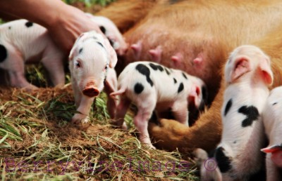 Only hours old, these babies are learning to stay close to Mom.