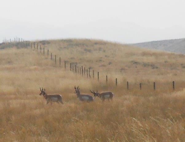 Trophy antelope