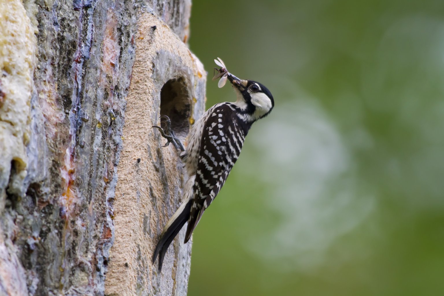 red-cockaded woodpecker