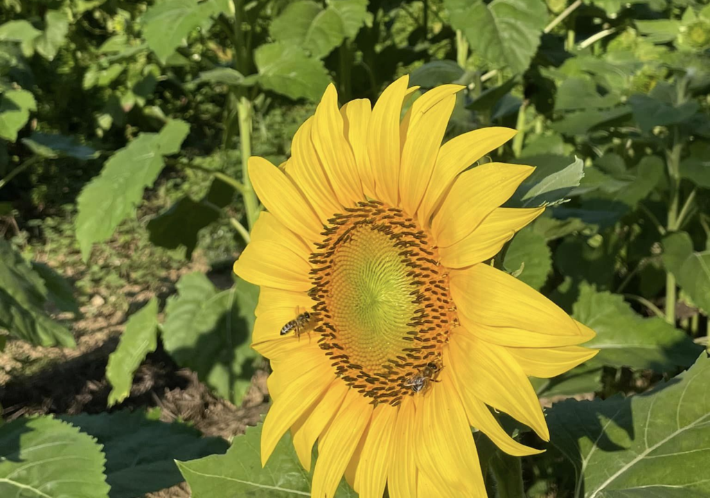 Day Trippin’: Sunflowers & Selfies