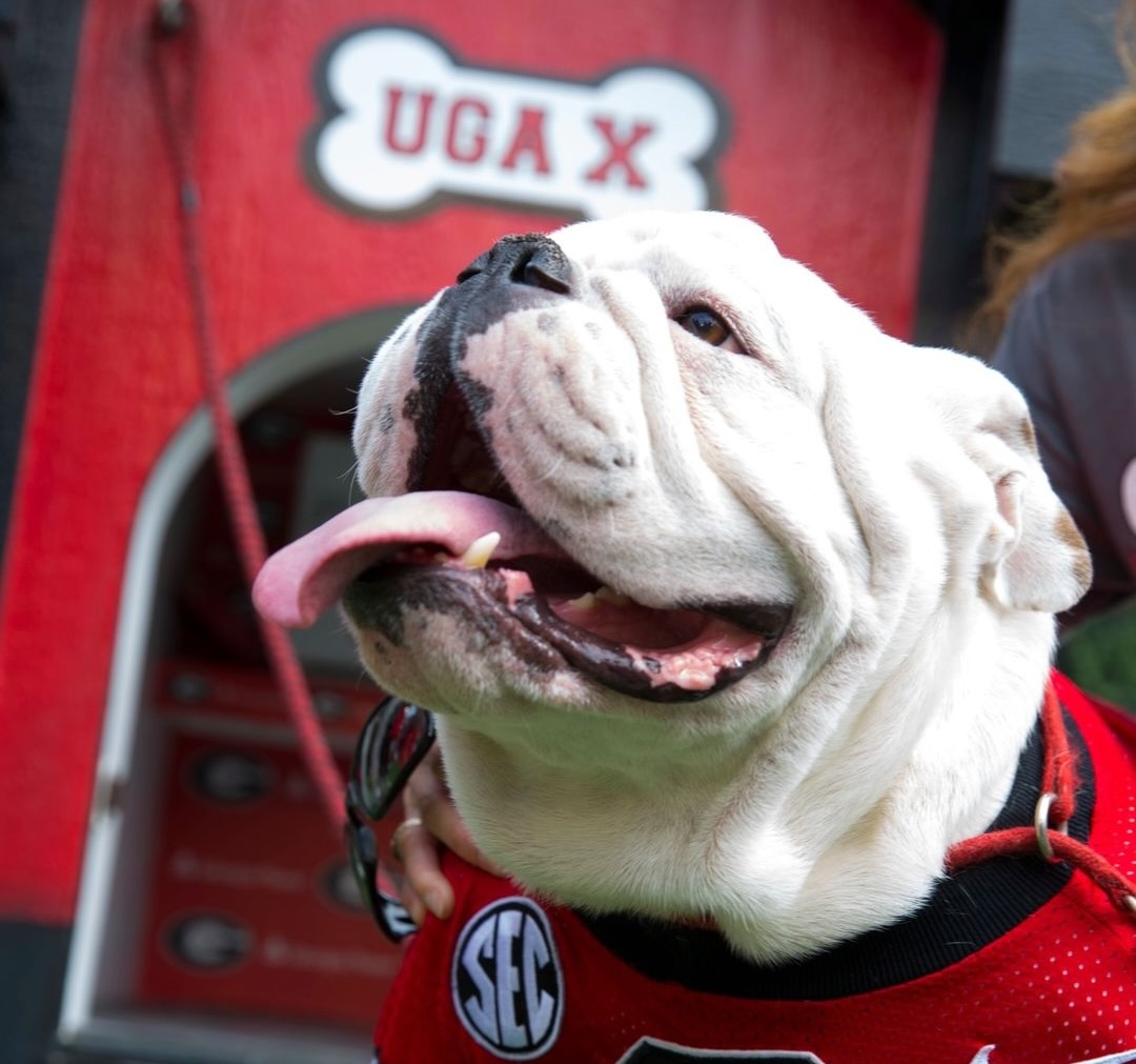 Uga X, winningest mascot in Georgia football history, dies - Now Habersham