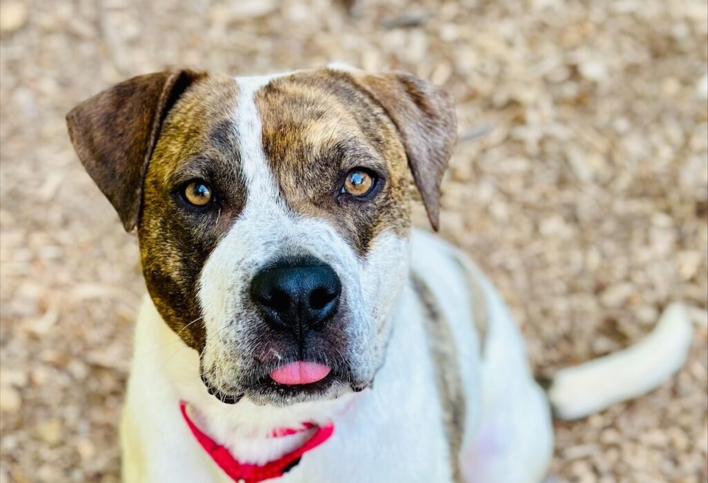 A pup with a heart full of love named Bear