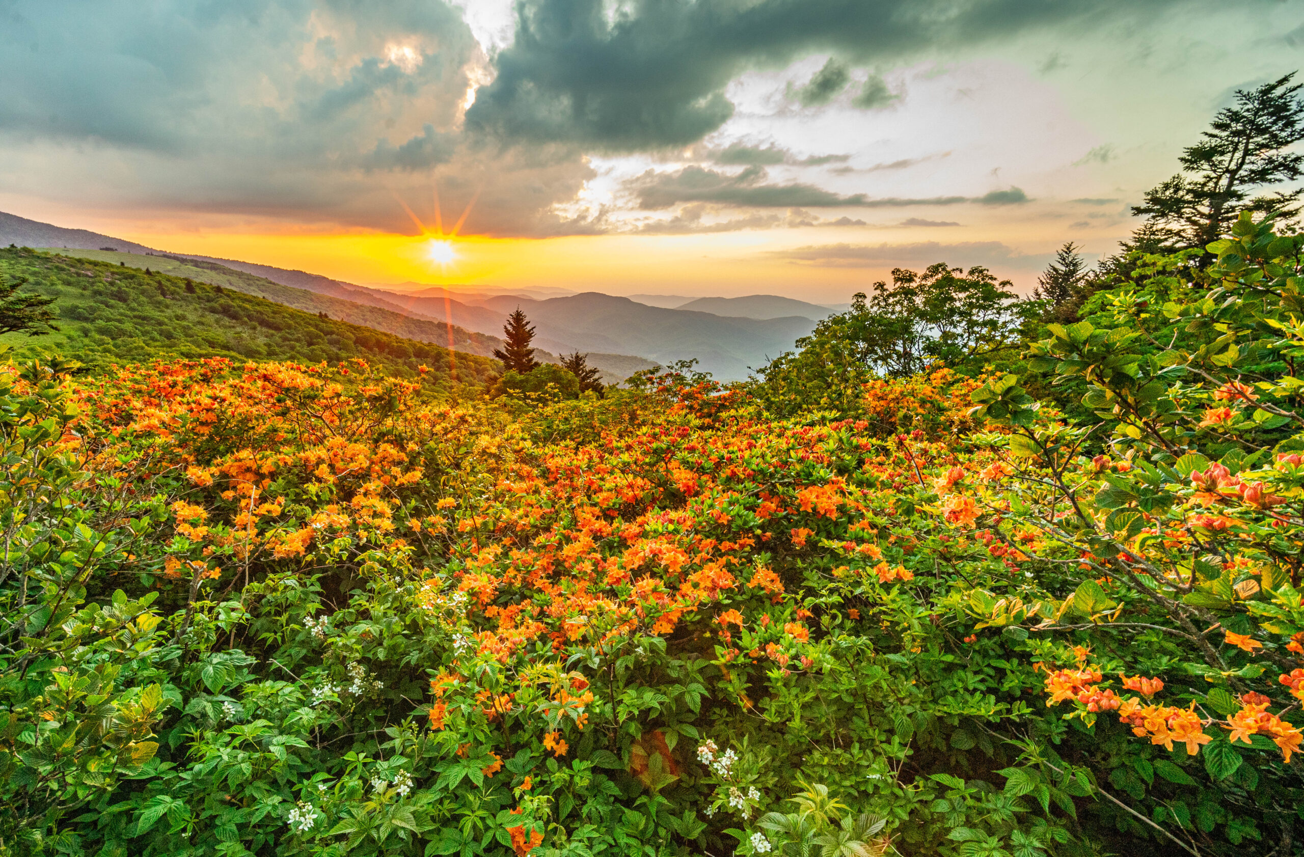 Roads Less Traveled: Flaming flowers - Now Habersham