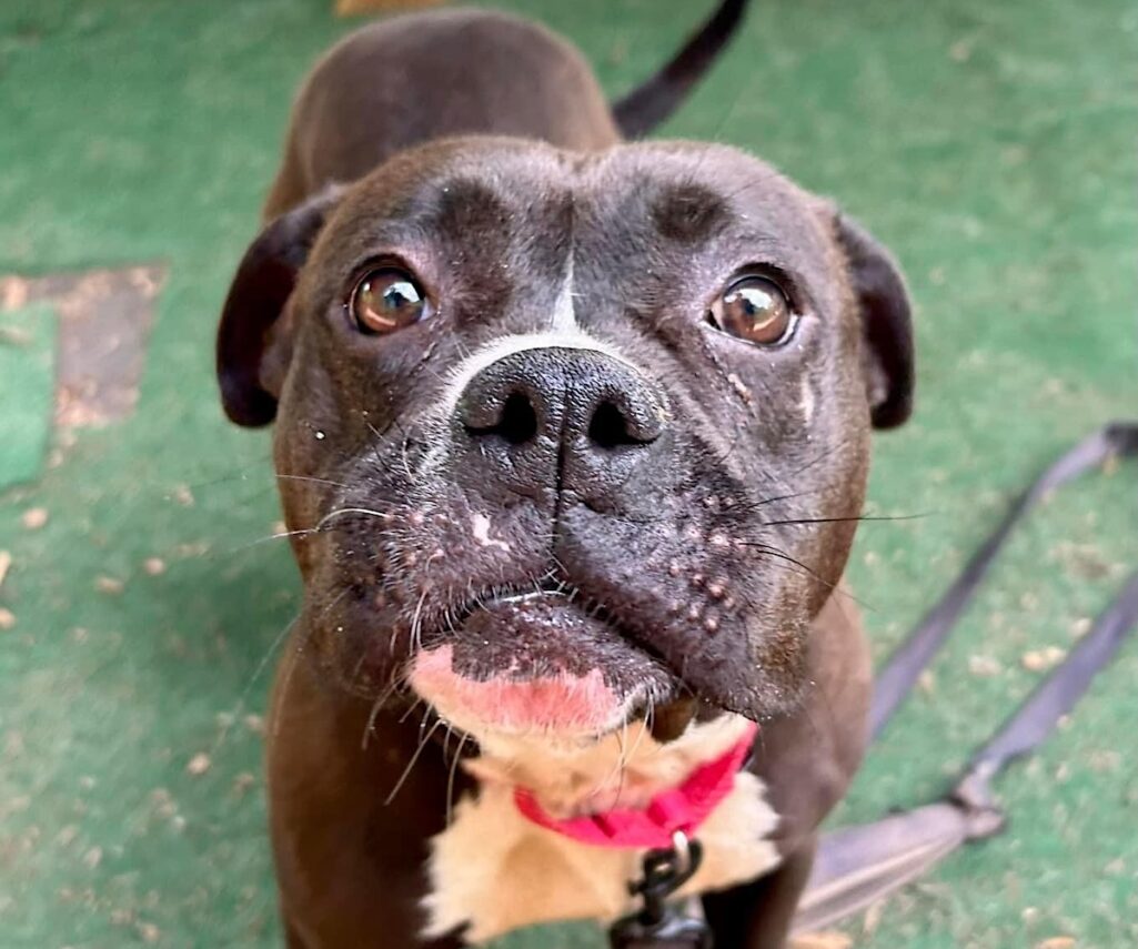 Kid-loving, dog-friendly Sandra ready to wiggle her way into your heart