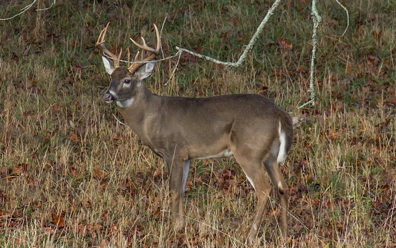 Hunters in three counties should test harvested deer for chronic wasting disease, says Georgia DNR - Now Habersham