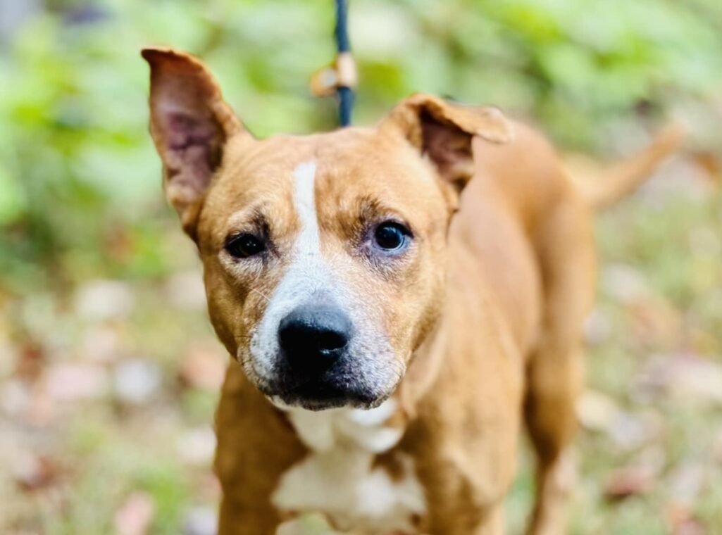 Meet Duchess, a senior surrender waiting to become queen of your heart