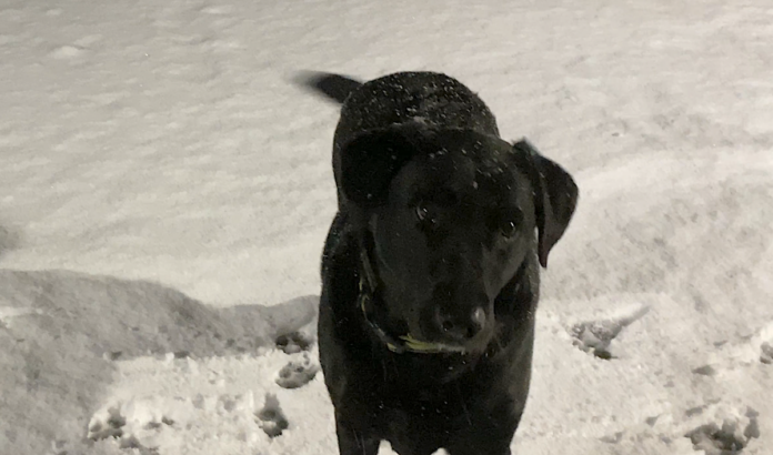 Zeiss in snow 3