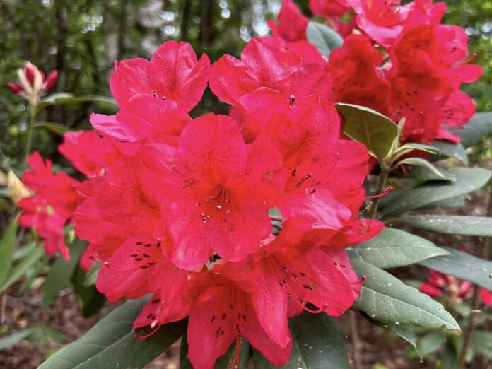Hamilton Gardens 4