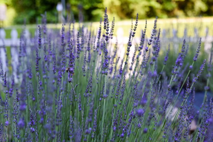 Lavender