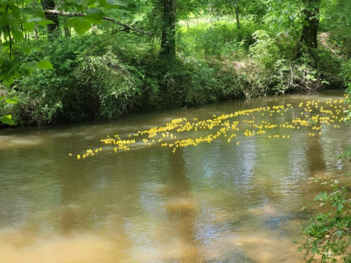 VFL Duck Race 2025 2