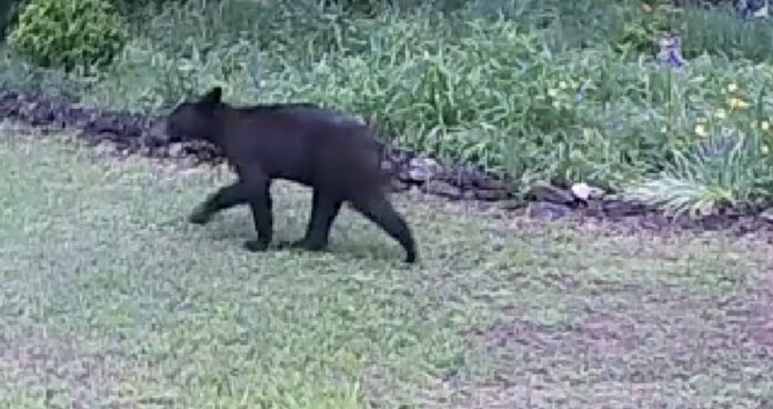 Black bear