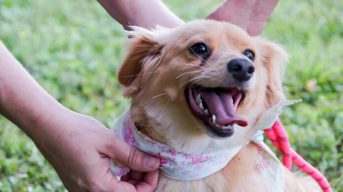 dog with leash
