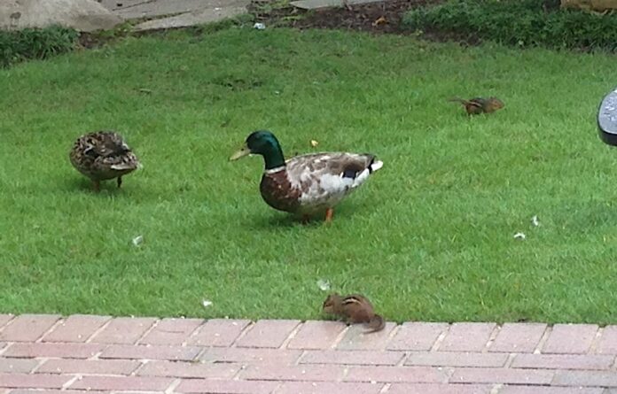 mallard and chipmunks