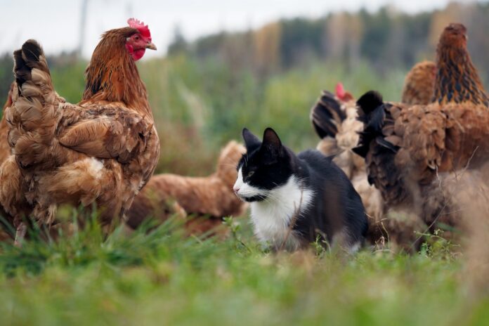 potential exposure to bird flu