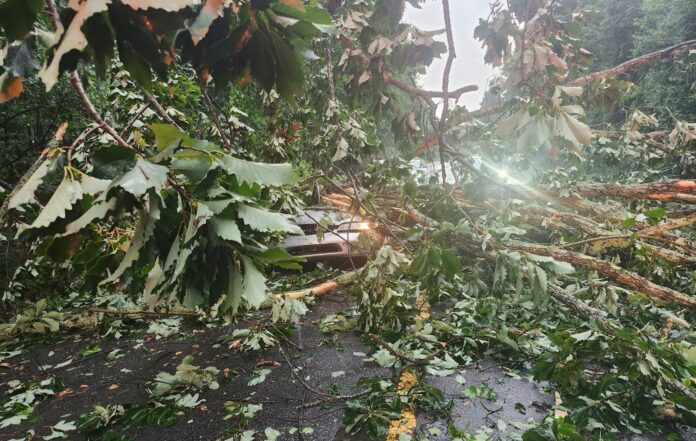 falling tree kills Carnesville man