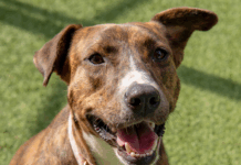 Humane Society launches ‘Season of Saves’ holiday campaign Dec. 2