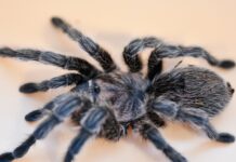 New UGA Insect Zoo aims to open minds and ease fears