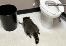 Raccoon goes on drunken rampage in Virginia liquor store and passes out on bathroom floor