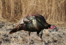 Dwindling numbers of wild turkeys across most of Georgia are ‘a real concern’