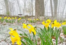 Some flowers can take the cold