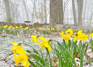 Some flowers can take the cold