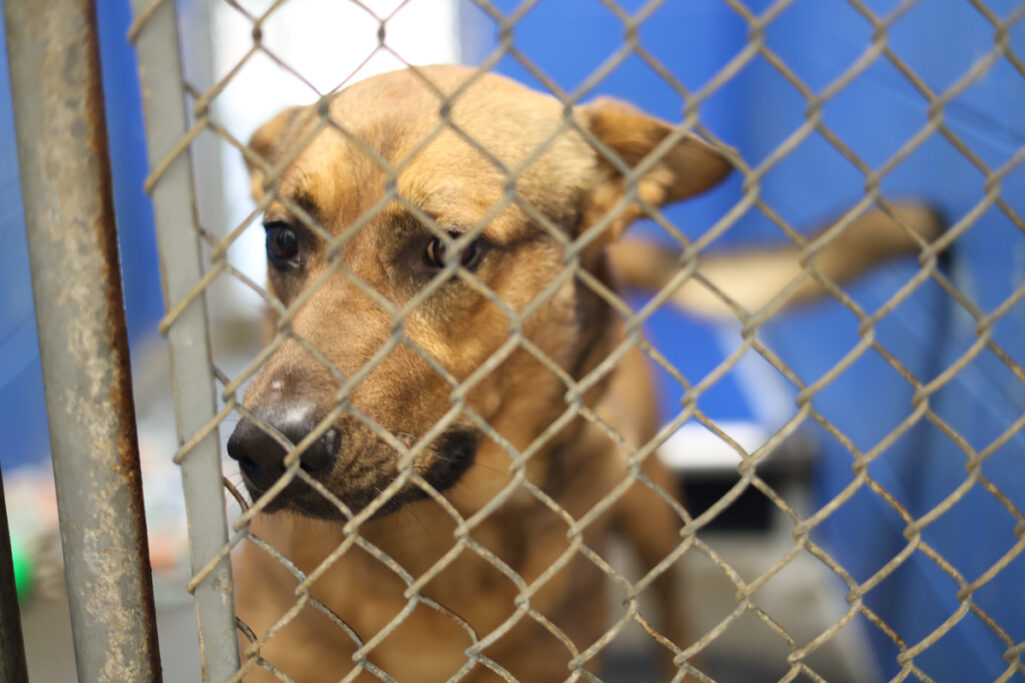 Habersham Animal Shelter’s worst duty: saying ‘goodbye’