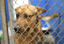 Habersham Animal Shelter’s worst duty: saying ‘goodbye’